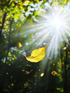 An open leaf falling from the tree, receiving rays from the sun