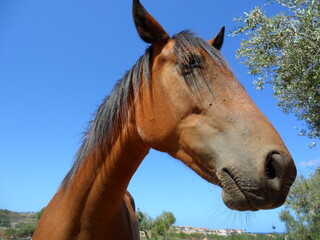 portrait of a horse
