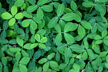 green leaves background