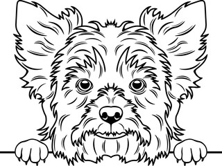 Peeking Biewer Terrier