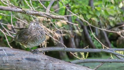 Juvenile female wood duck perched on a log.