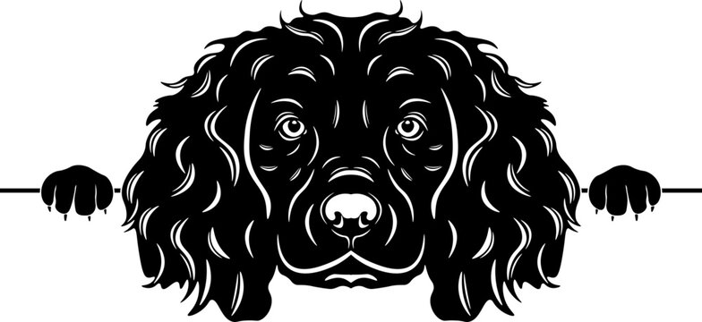 Peeking Boykin Spaniel