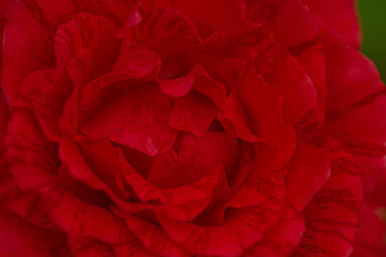 Red rose close-up as a background. A rose flower is blooming - Powered by Adobe