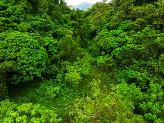 Aerial view Tropical Rainforest trees mountains