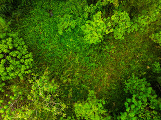Aerial view Tropical Rainforest trees mountains