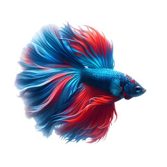 Obraz premium a blue and red Color Betta fish swimming on transparent background 2