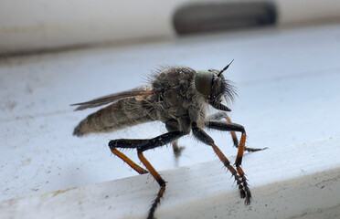 mosquito bug with wings