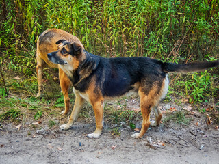 Stray dog ​​is excited