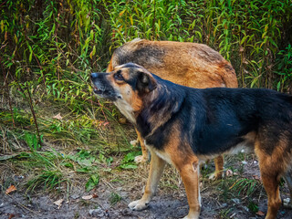 Stray dog ​​is happy