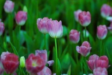 pink tulips blooming in the garden