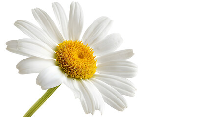 Fototapeta premium White flowers on a white background