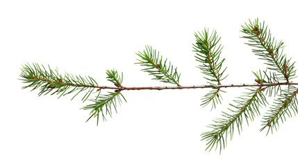 Fir Branch pine cone tree isolated on white background