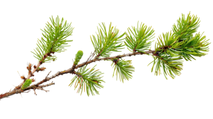 Fir Branch pine cone tree isolated on white background