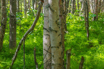 Forest in Eagle River Nature Center