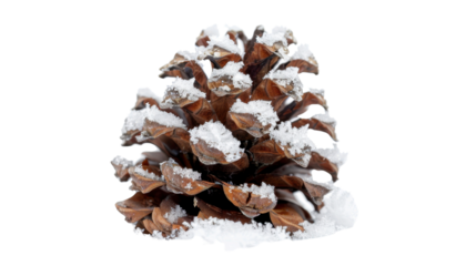 Pine cone with snow isolated on white background