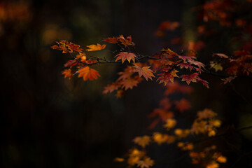 秋の紅葉