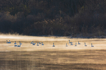 日本の風景・冬　早朝の川霧に佇む白鳥