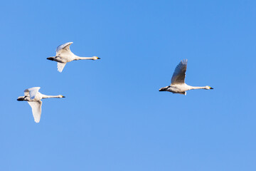 日本の冬の風物詩　白鳥