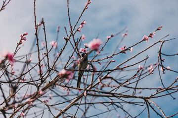 honeyeater bird on plum tree with pink blossoms, telephoto shot at shallow depth of field