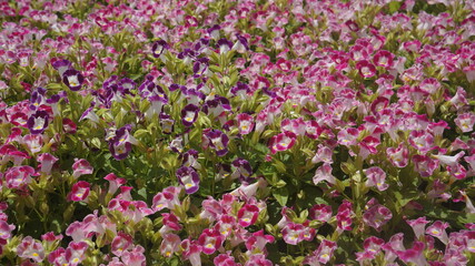 field of flowers