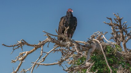 A turkey vulture rests in a dead tree looking over the surrounding land and water from an island on...