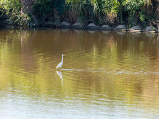 大和川のダイサギ