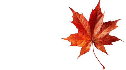Maple leaf autumn isolated on white background