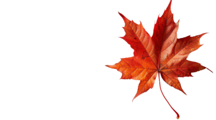 Maple leaf autumn isolated on white background