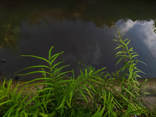 wild fern plants on the river bank