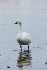 日本の冬の風物詩　白鳥