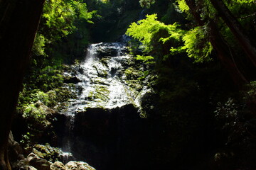 木漏れ日と滝