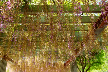 シーズンの終了した藤の花