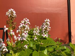 flowers and leaves in red background
