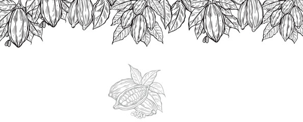 Cocoa design template vector illustration. Line art vintage sketches of cacao beans. © Katerina