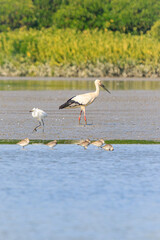 Oriental Stork with Other Migration Birds at a Wetland Sanctuary in the Morning Light, Mai Po Natural Reserve, Hong Kong