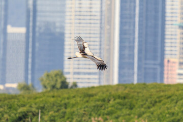 Oriental Stork in Flight Over Wetlands Area
