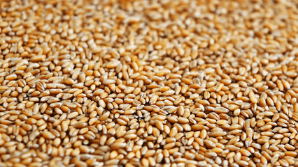 Fototapeta premium Close-Up of Sesame Seeds, Natural and Healthy Ingredient for Cooking