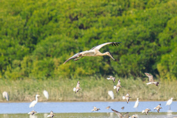 Oriental Stork in Flight Over Wetlands Area