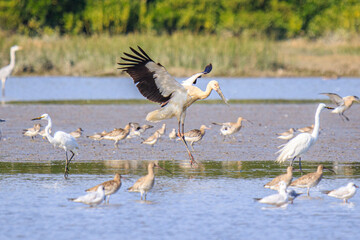 Fototapeta premium Oriental Stork Taking Flight Amidst a Flock of Wading Birds, Mai Po Natural Reserve, Hong Kong