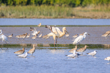 Oriental Stork in Wetland Habitat with Other Birds, Mai Po Natural Reserve, Hong Kong