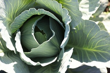 Green cabbage growing in field on sunny day, closeup