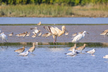 Oriental Stork Among Migrating Birds in Hong Kong Wetlands