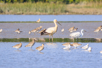 Oriental Stork in Wetland Habitat with Other Birds, Mai Po Natural Reserve, Hong Kong