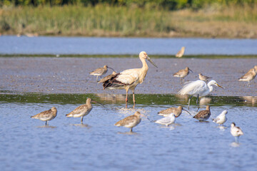 Oriental Stork Among Migrating Birds in Hong Kong Wetlands