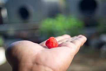 Raspberry in the hand of a man. Selective focus.