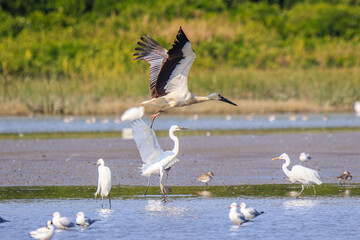 Oriental Stork Taking Flight Amidst a Flock of Wading Birds, Mai Po Natural Reserve, Hong Kong