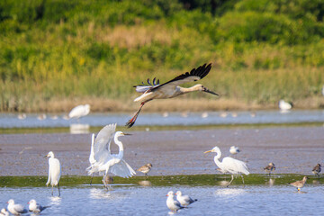 Oriental Stork Taking Flight Amidst a Flock of Wading Birds, Mai Po Natural Reserve, Hong Kong