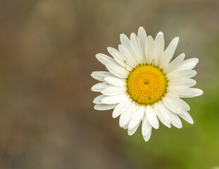 Fototapeta premium Bright Daisy With Copy Space To Left