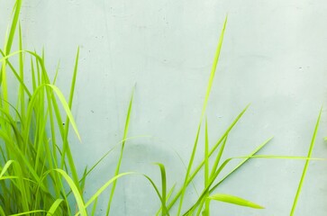 A group of wild plants covering the wall. Background. High quality photo