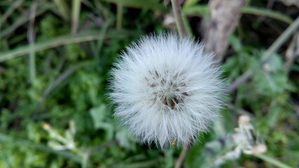 dandelion in the grass